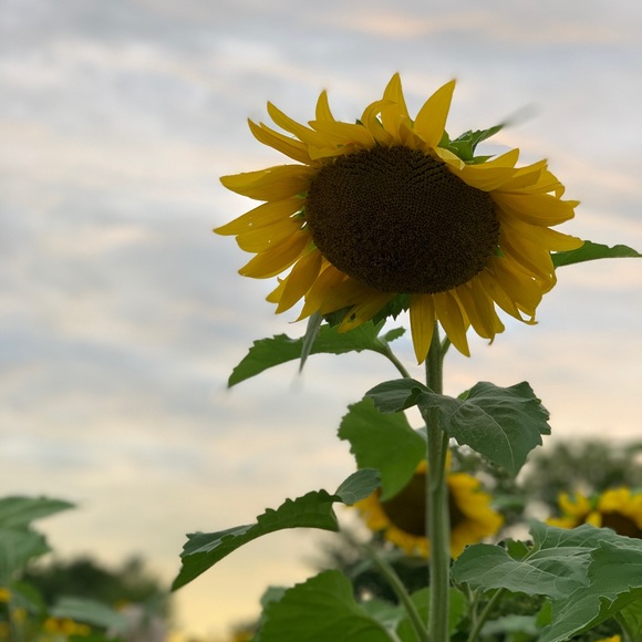 ⭐️ - Picture 4 of 15